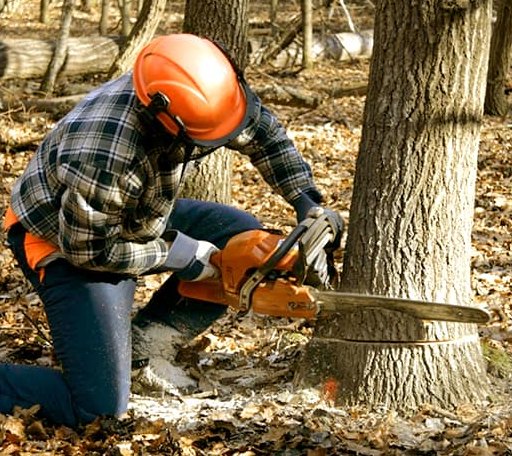 Tree Removal in Commodore, PA